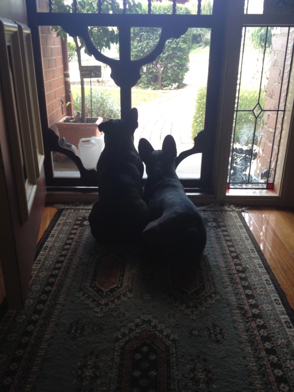 I left these two cuties behind also. I like to think this is how they spend their days, waiting for me.